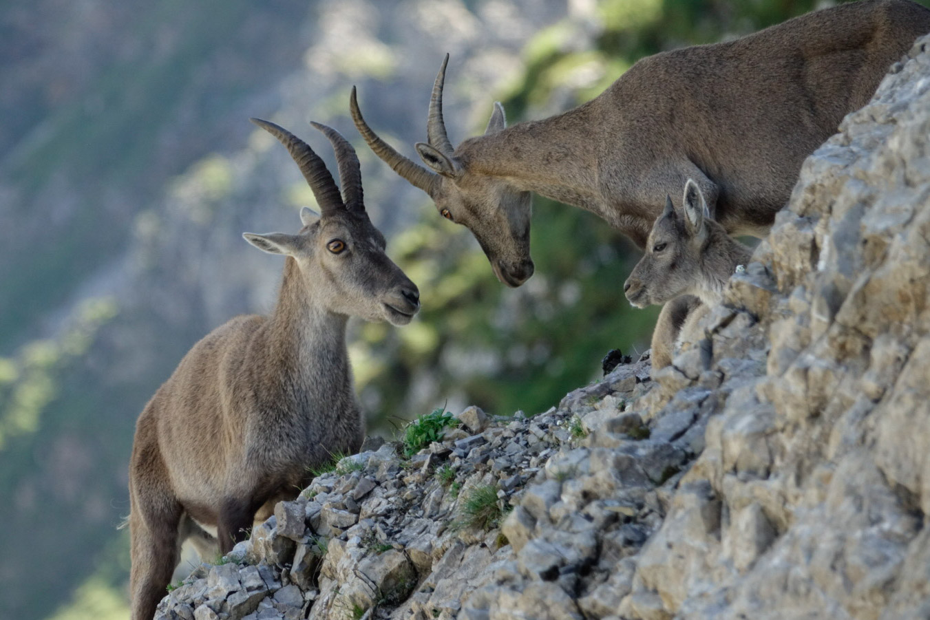 Alps Wildlife | Wildlife Tours | Swiss Animals